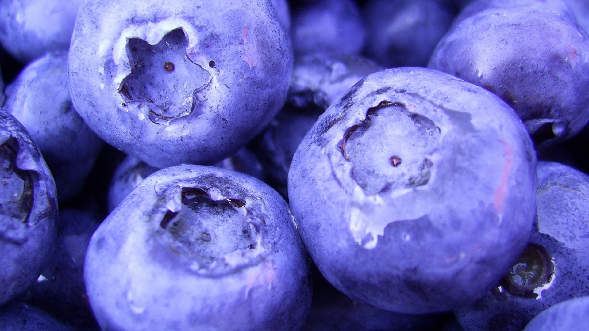 1920x1080 macro blueberry macro baies myrtilles baies nourriture nourriture