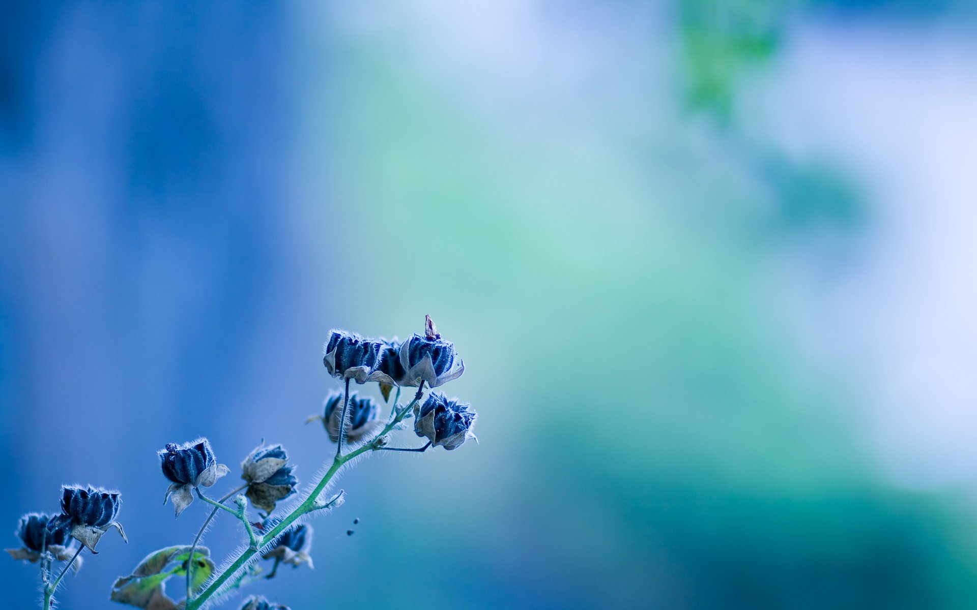 blau türkis stiel farbe hintergrund blau makro