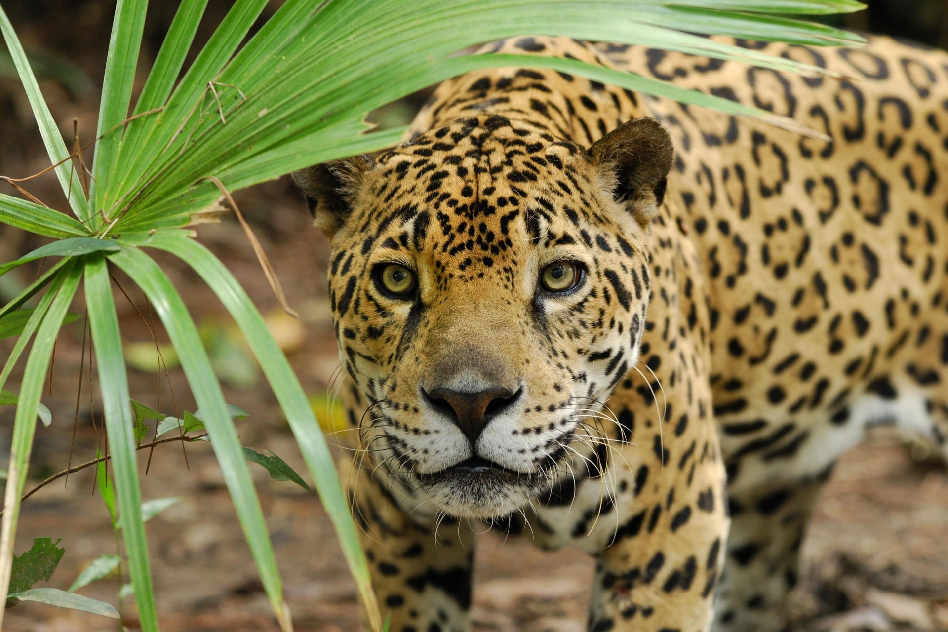 schnauze wildkatze jagd panther jaguar blatt raubtier