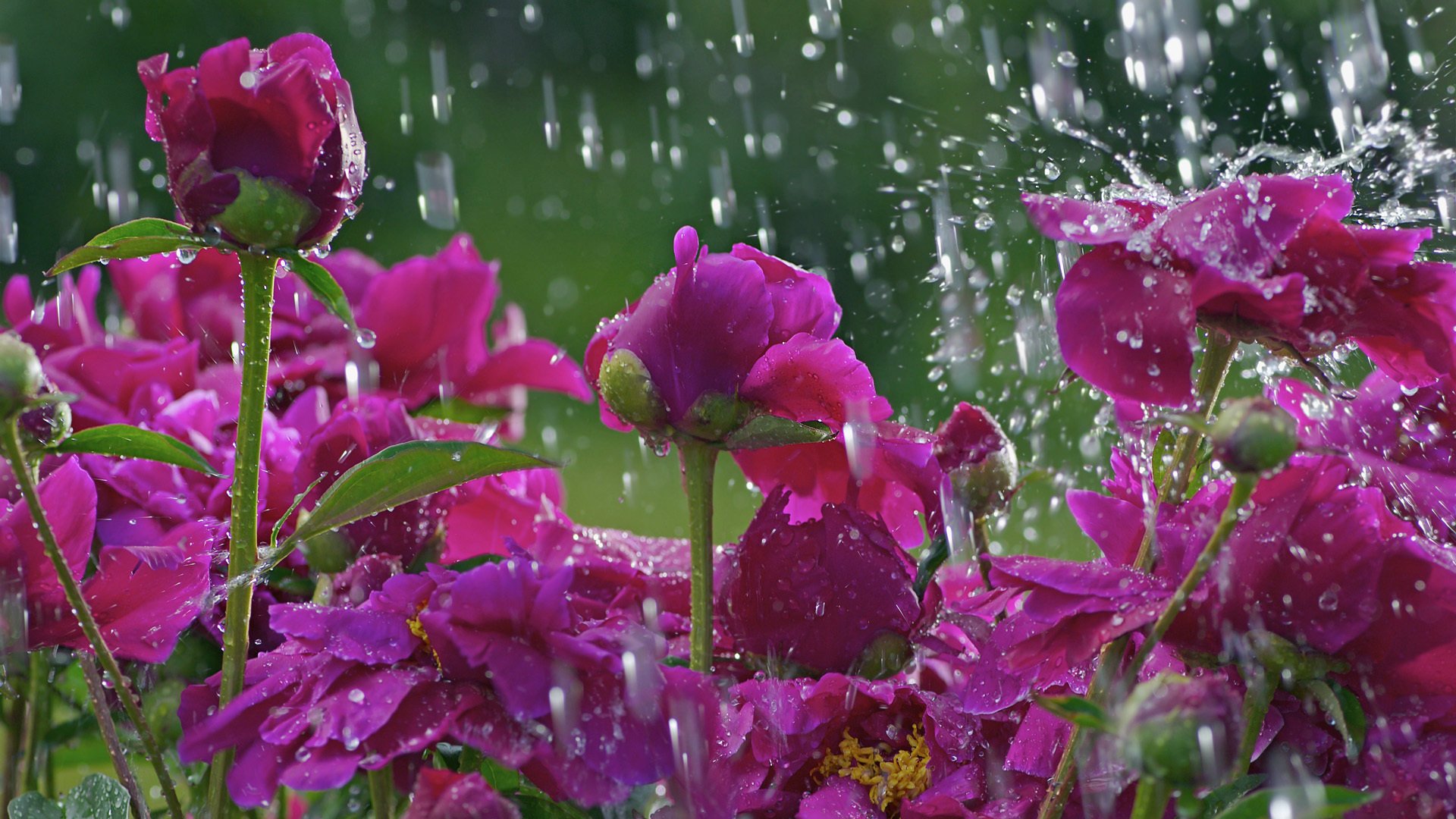 macro flowers macro drops rain glade flower stem