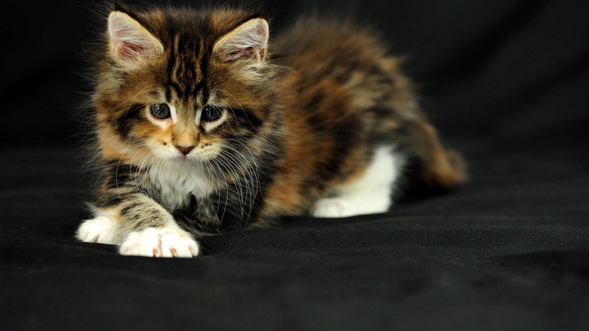 chaton moelleux bébé