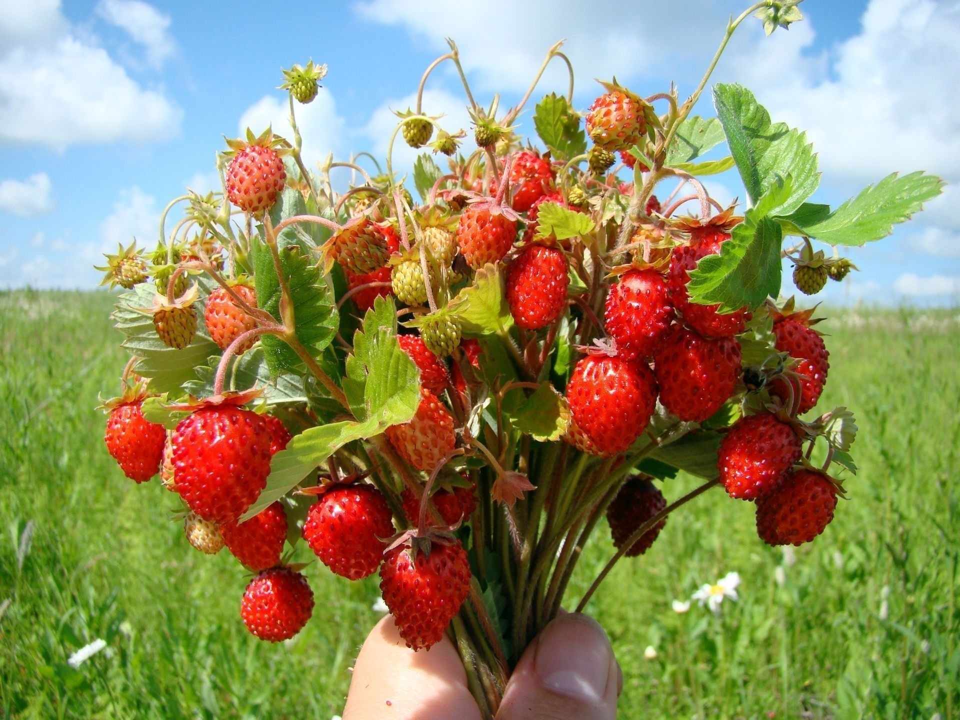 fragole bouquet bacche