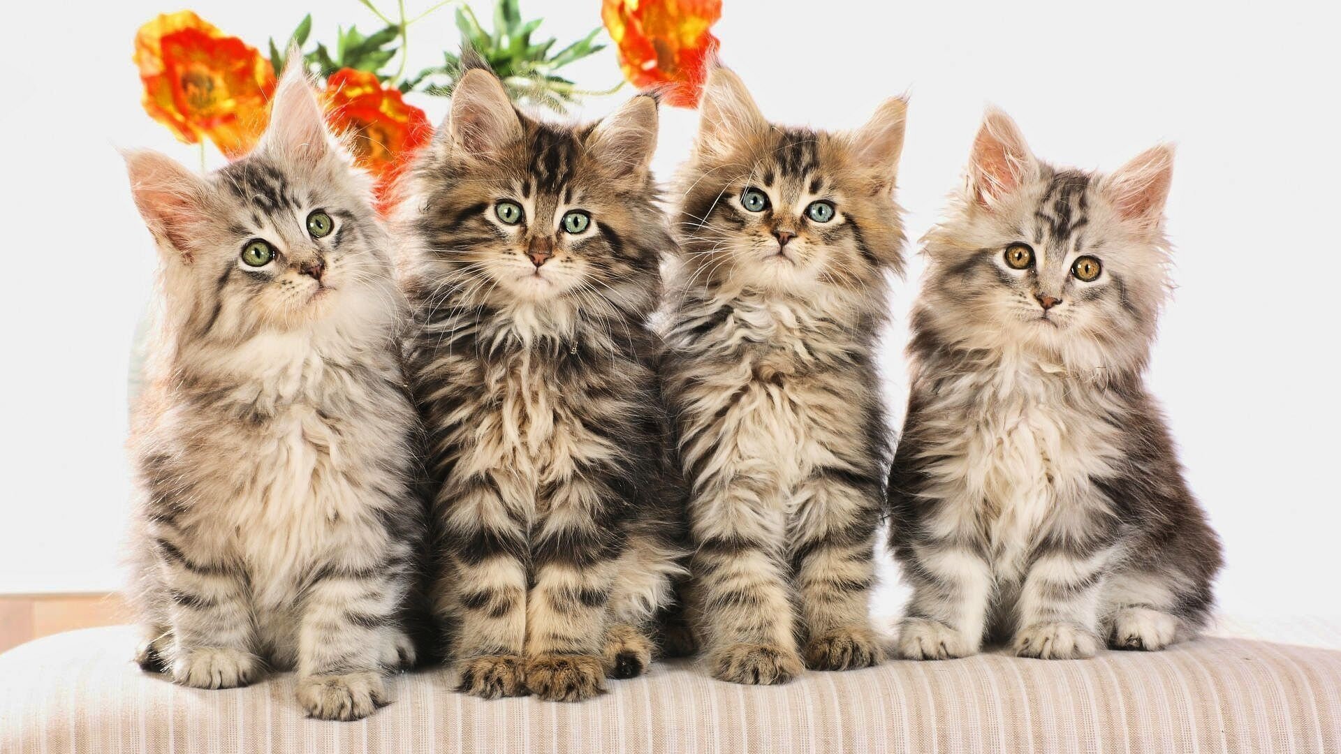 chatons rayé quatuor fleur moelleux