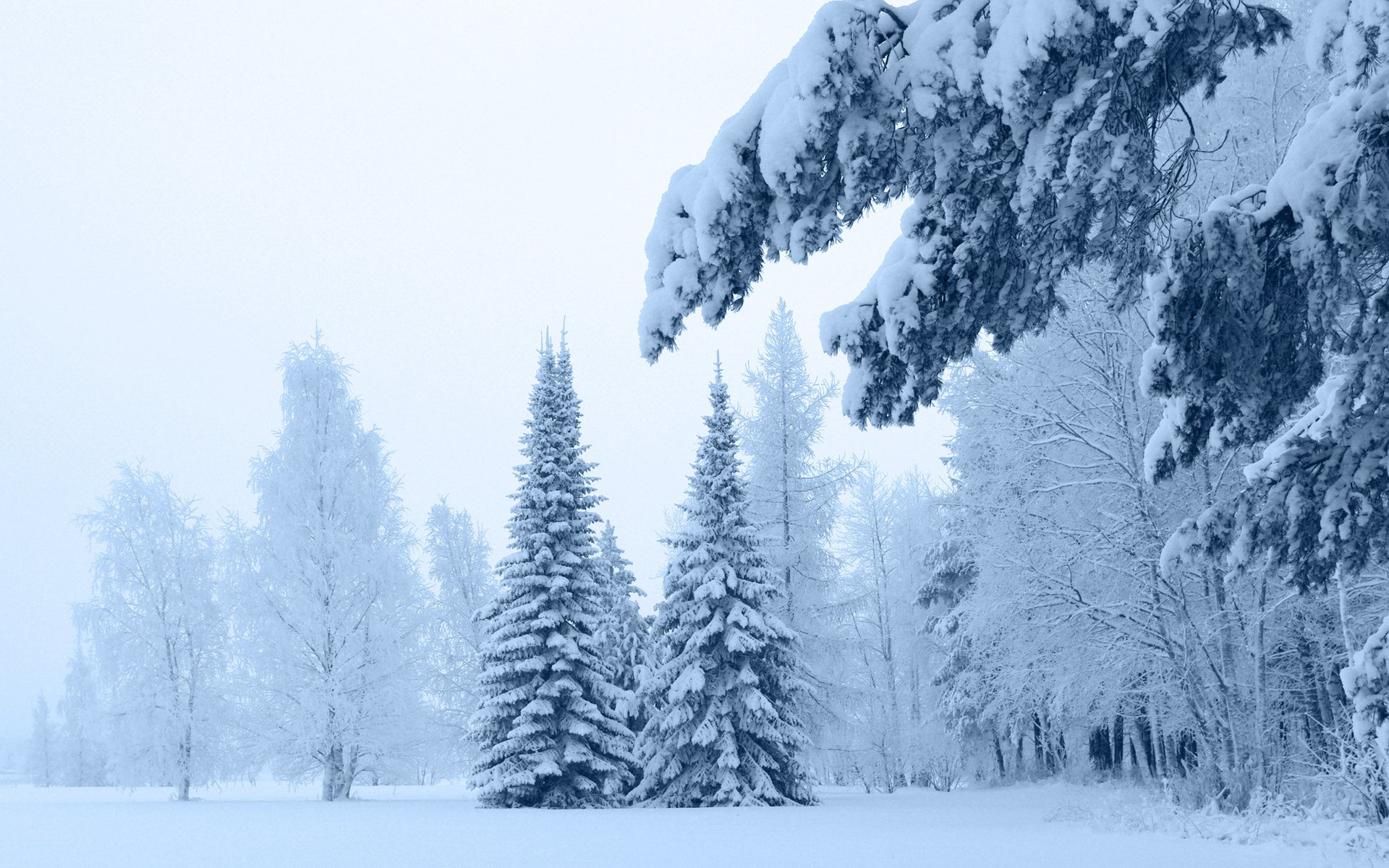 pins hiver branches épinette neige