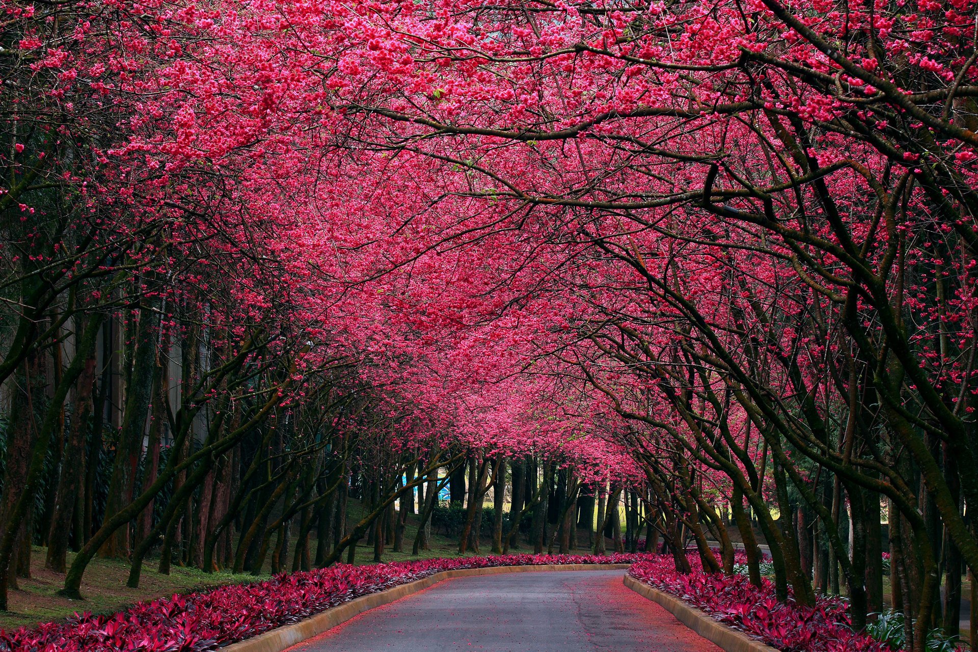 naturaleza primavera sakura parque color callejón