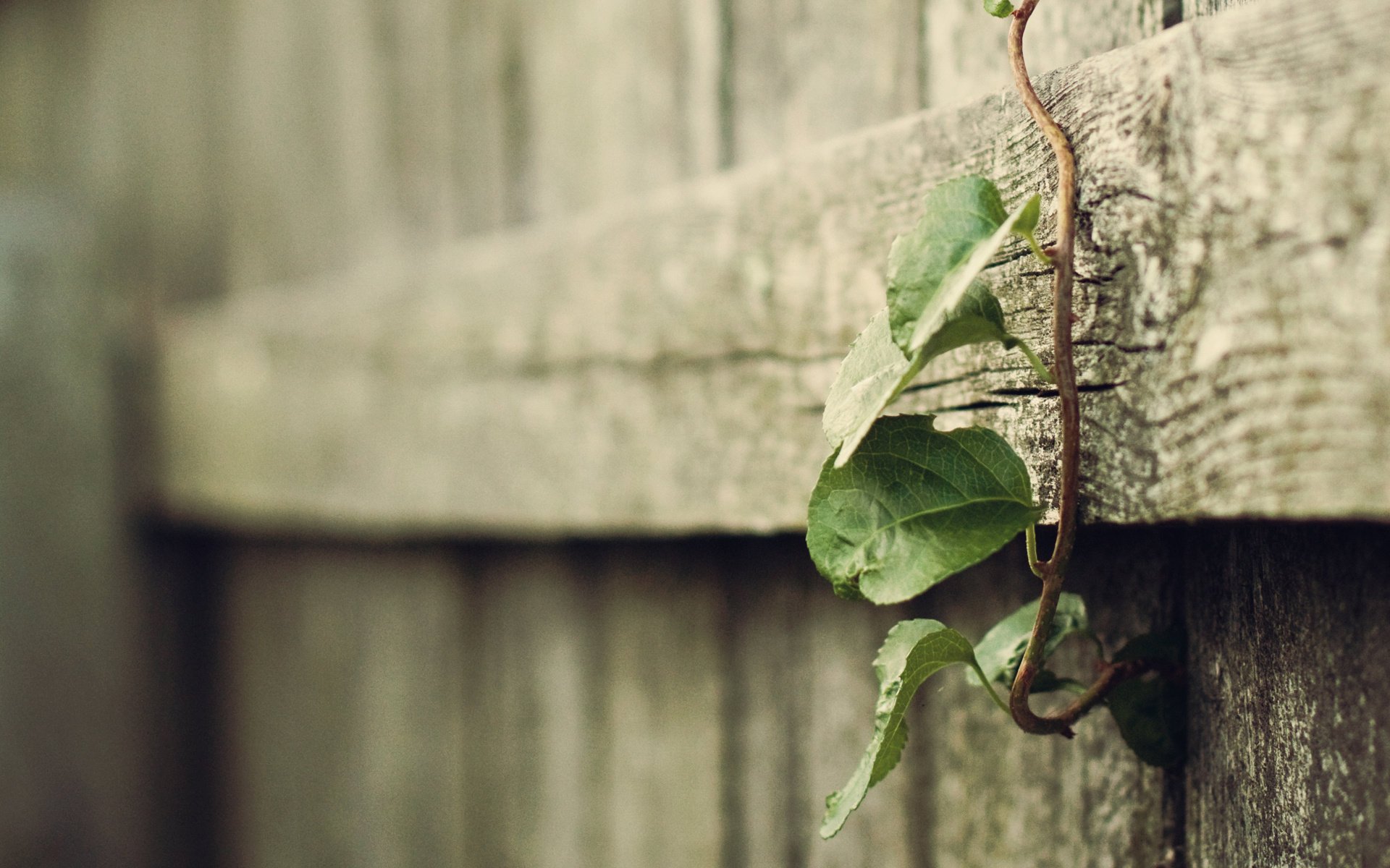 macro tree plants fences plant leave