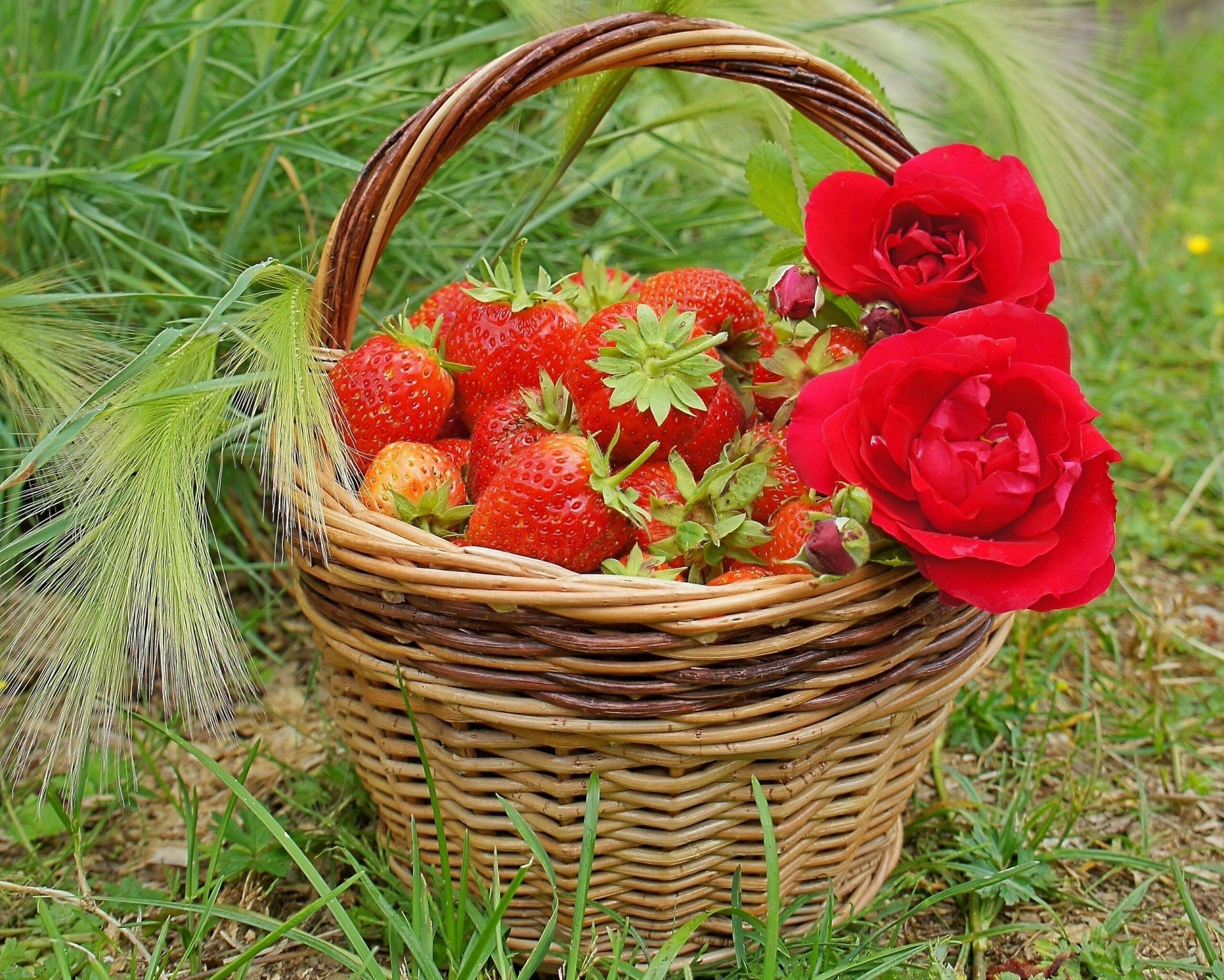 panier baies fraises roses