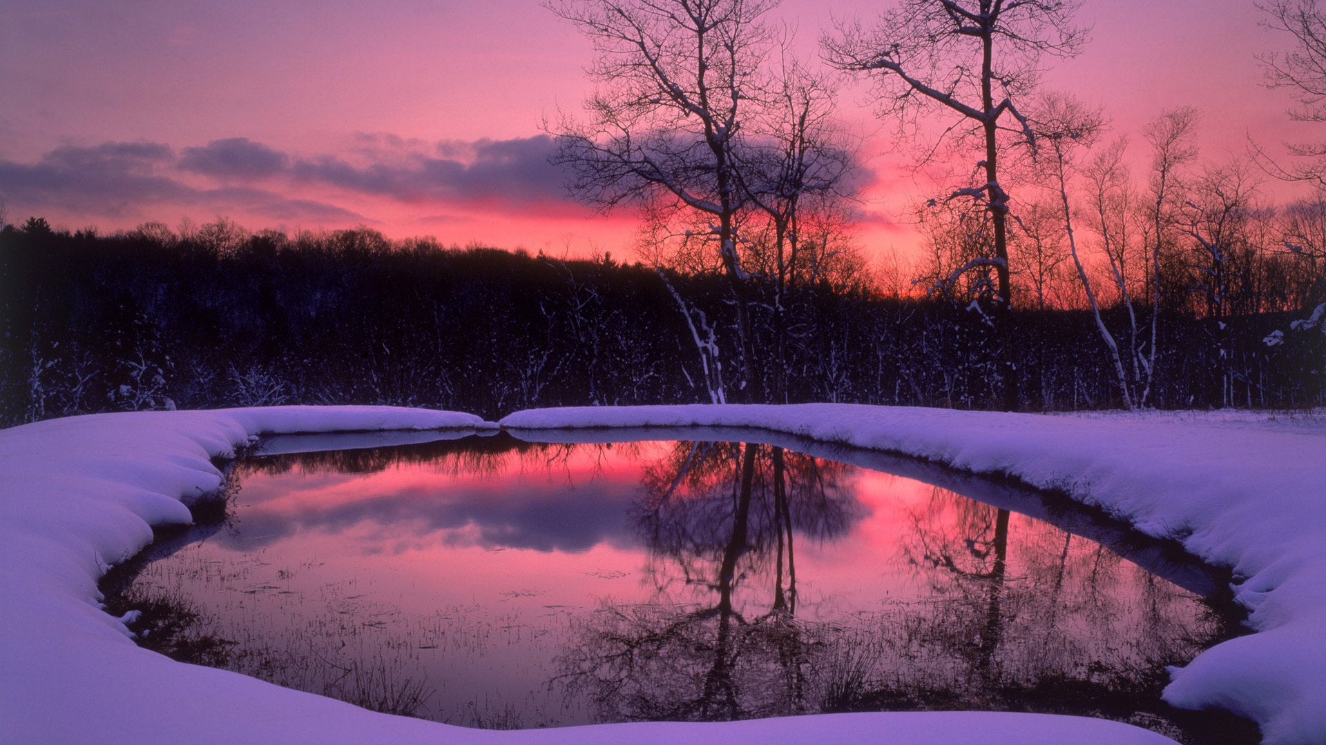 now winter forest the evening trees lake