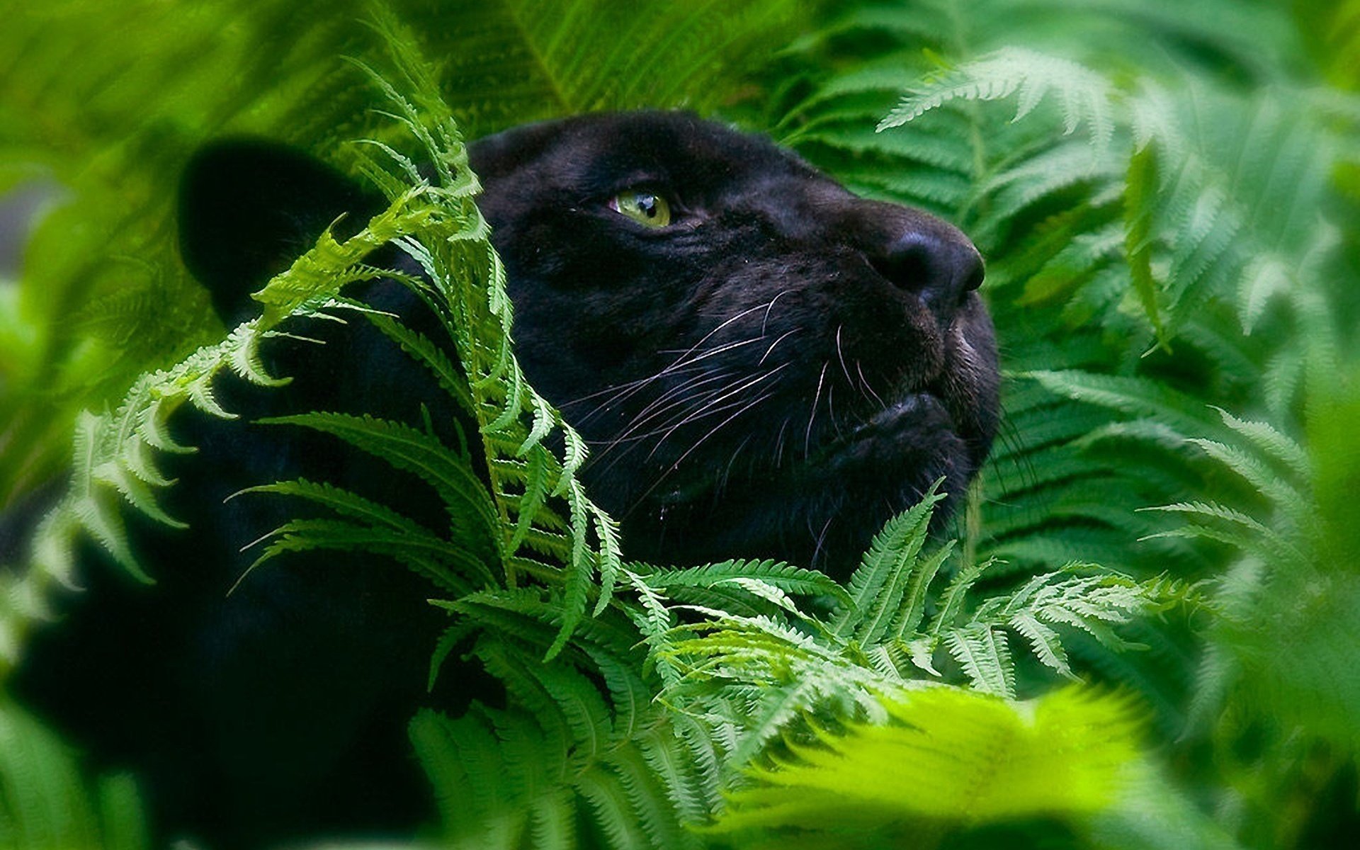 panther big cats foliage