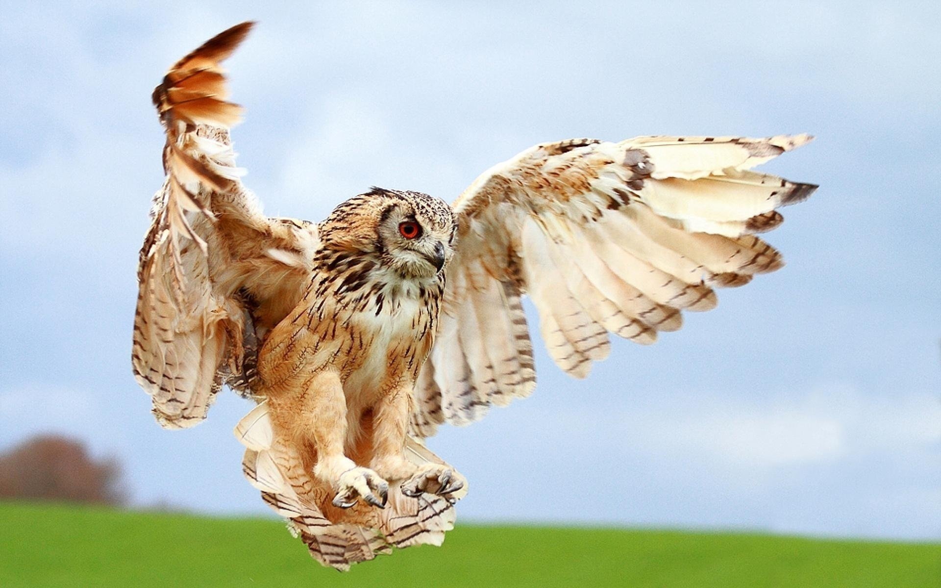 owl bird landing macro wings blur