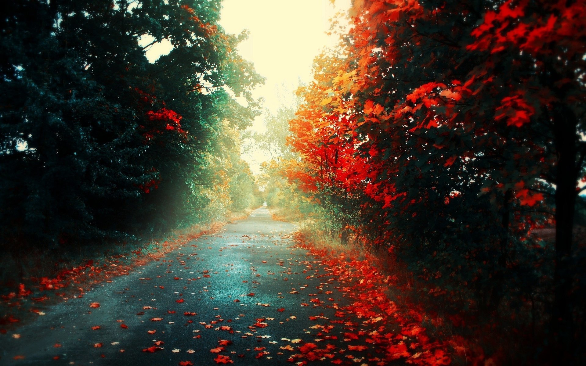 blätter straße licht herbst