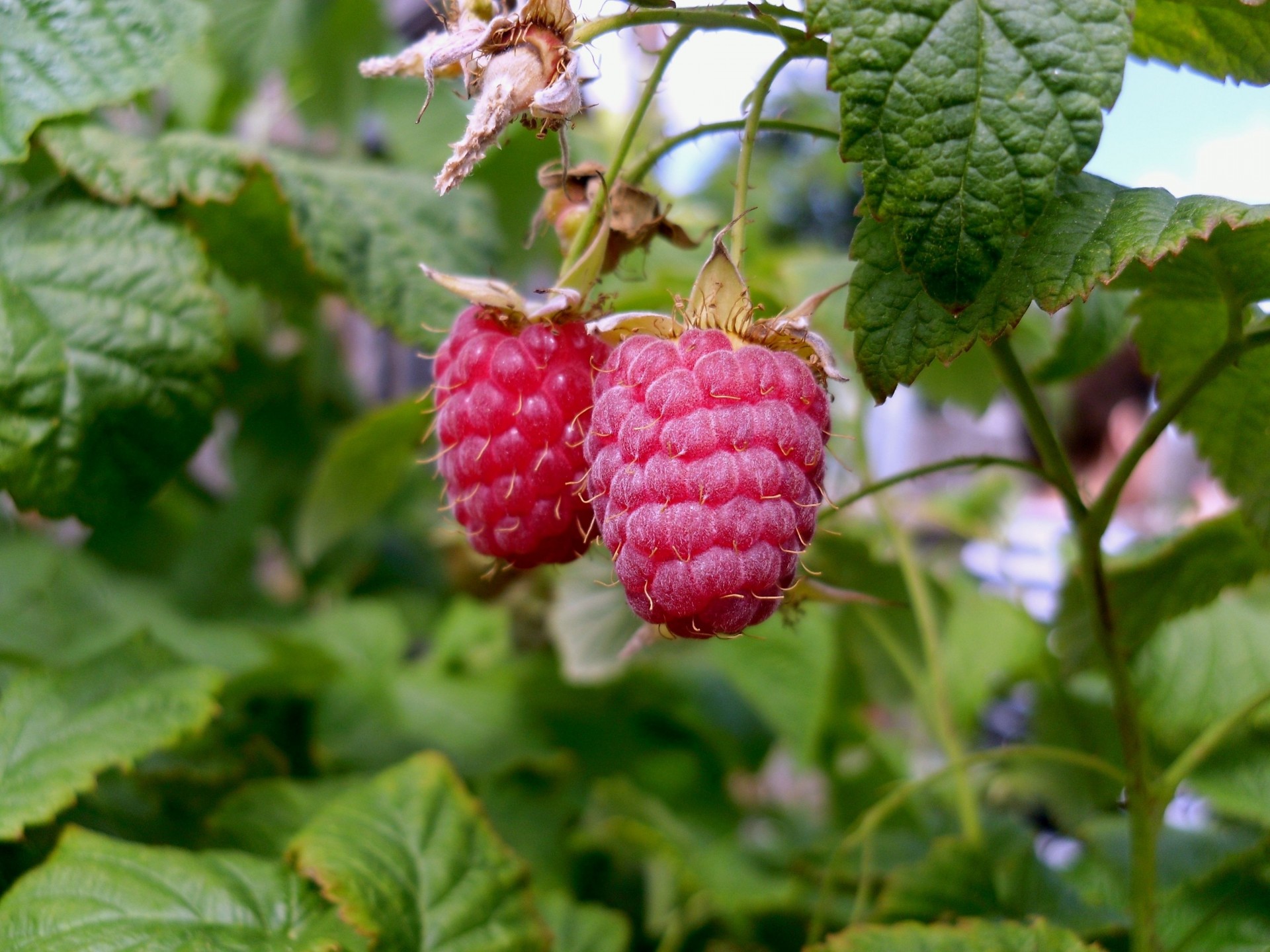 süß essen himbeeren zweig