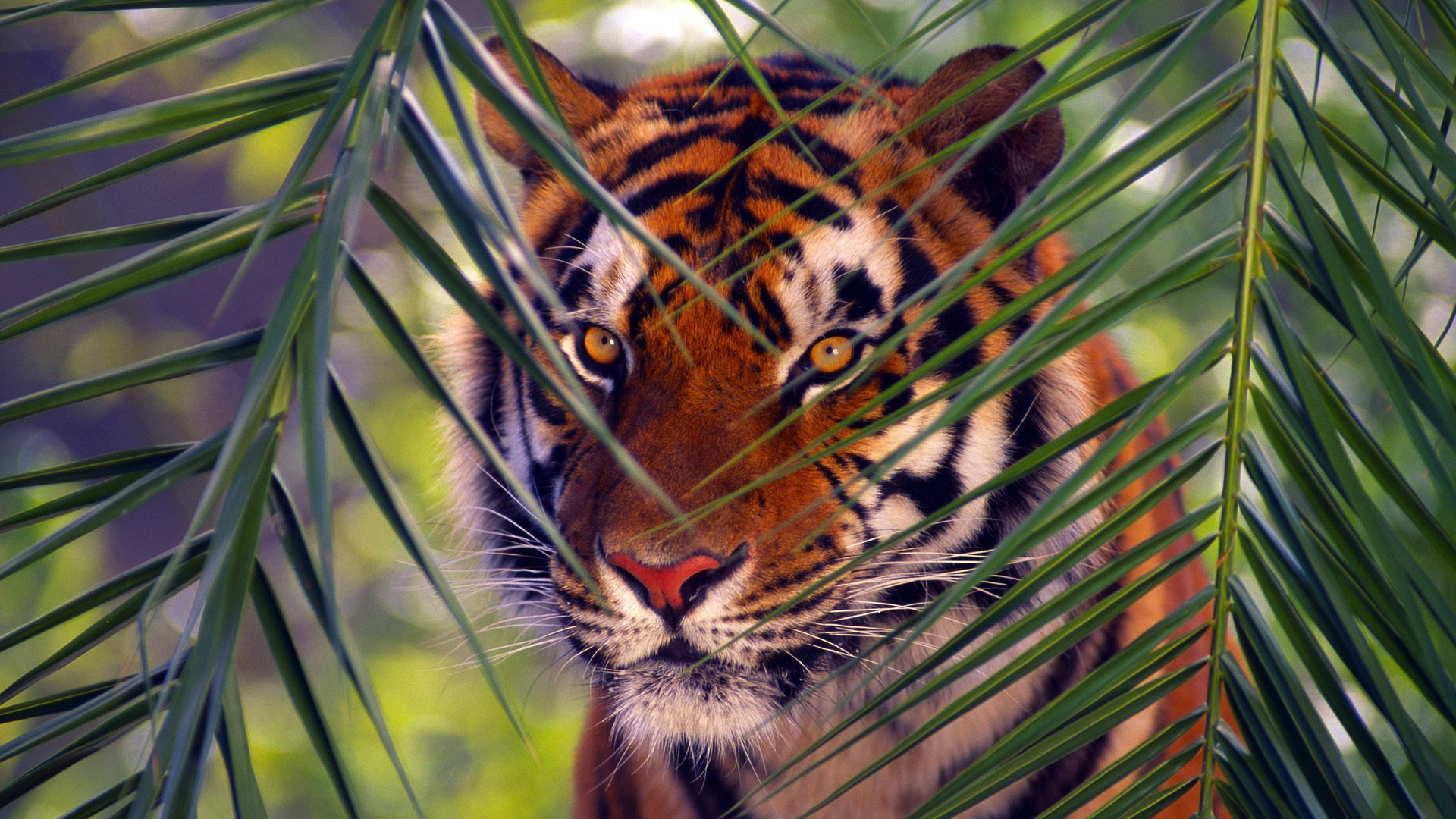 bengal tiger ramo animali tigre