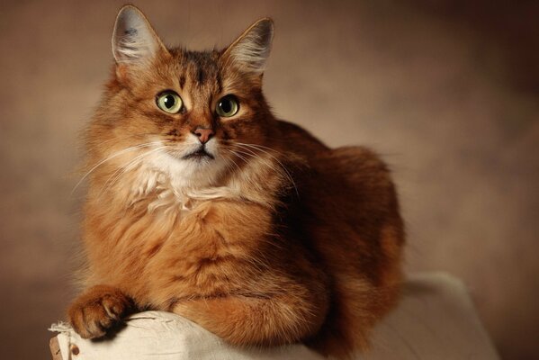 The red cat listens attentively to the stories of the owner