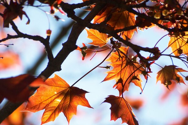 Bellezza autunnale dalla natura per tutti