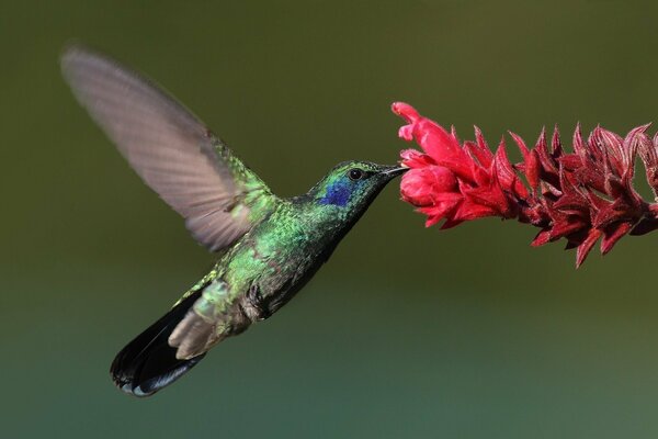 Beau Colibri et fleur