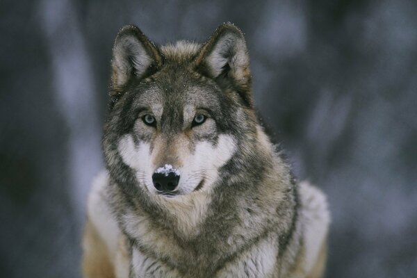 Der Waldbewohner, der Wolf hat Schnee auf der Nase