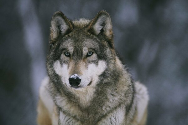 Abitante della foresta, il lupo ha la neve sul naso