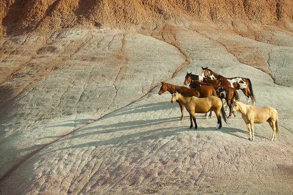 A herd of horses casts a shadow on the stones