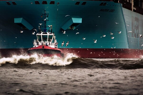 Mer, mouettes et navire Maersk Essex