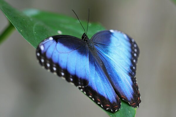 Increíblemente hermosa mariposa azul en una hoja