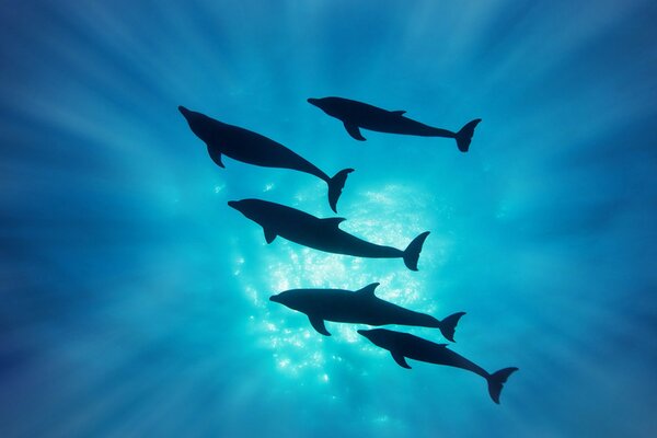 Delfiny pod wodą w promieniach słońca