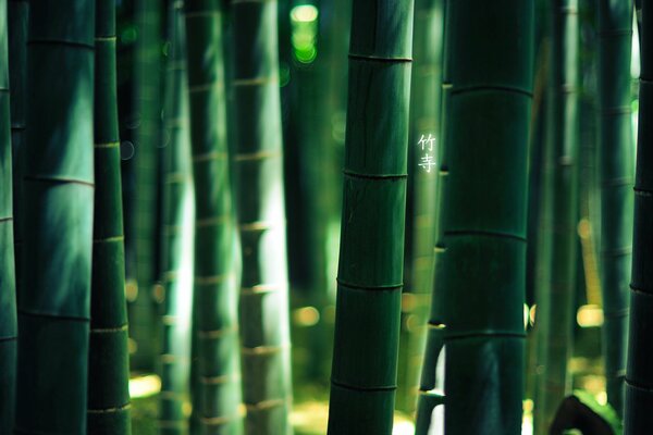 Заросли бамбука. Азиатские иероглифы