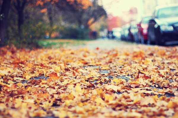 Hojas de otoño en la carretera al lado de los autos