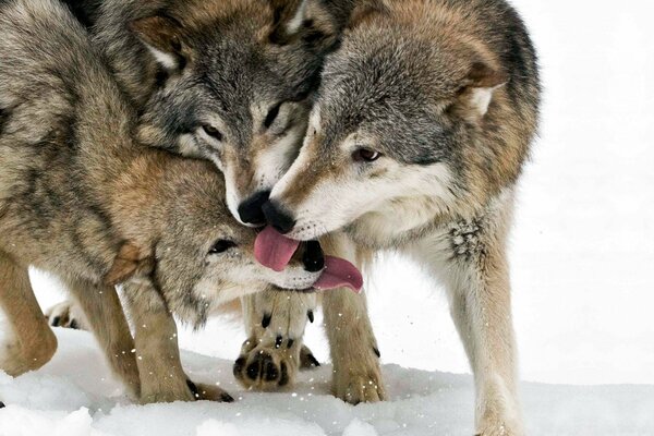 Une meute de trois loups se joue