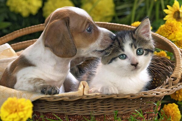 Panier de fleurs avec chaton et chiot