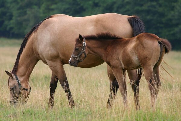 Horse and foal graze grass