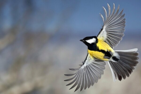 The flight of a tit with its wings spread