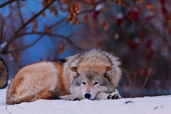 A wolf is resting in the snow in the forest