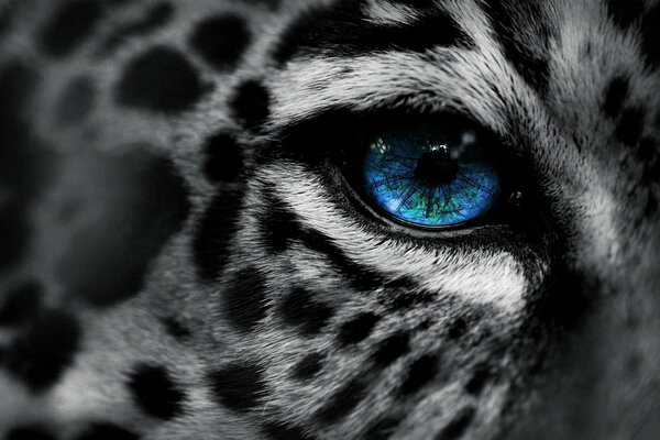 Макро фото синего глаза пятнистого леопарда