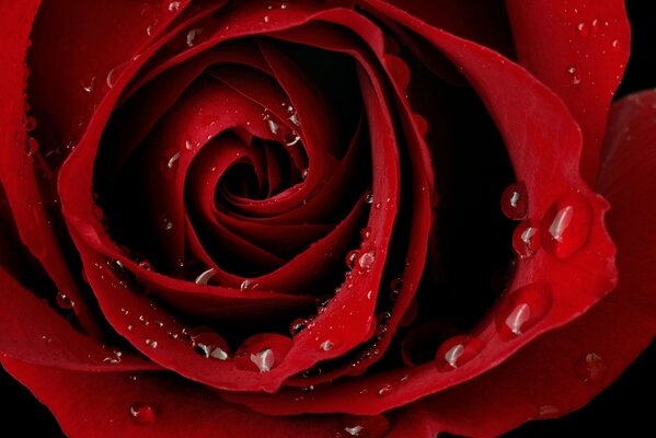 Красная алая роза с росой