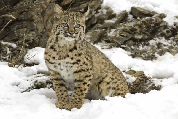 Lince en el bosque en la nieve blanca