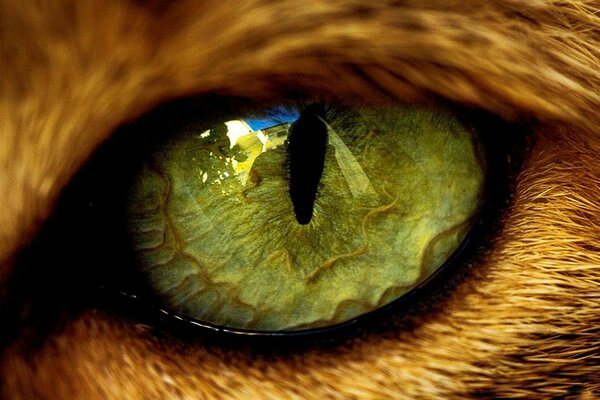 Ojo de animal, pupila de gato