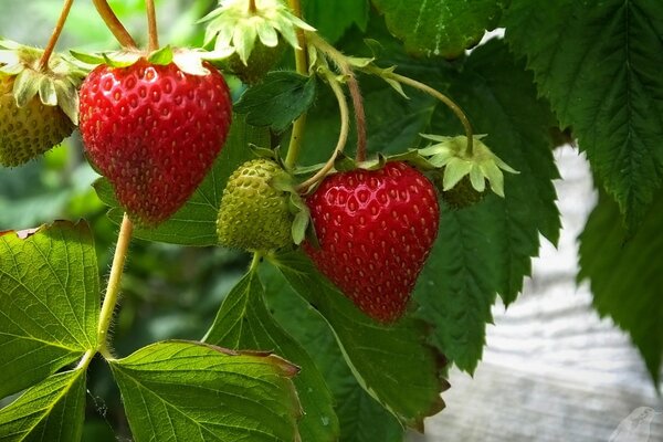 Ripe strawberries on a green twig