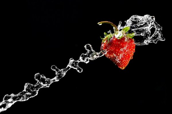 Sur fond noir, éclaboussures d eau et de fraises