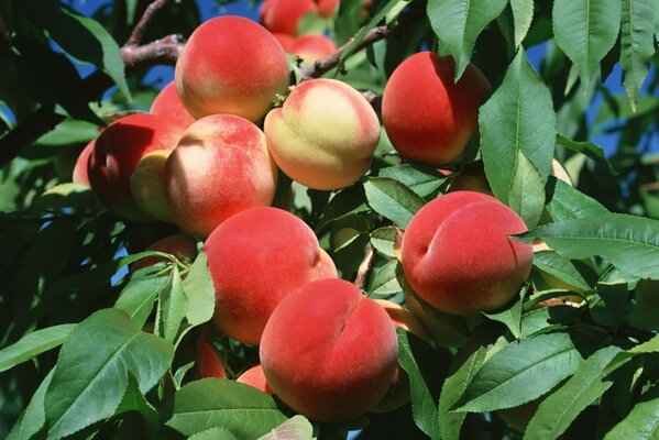 Ripe and juicy peaches on a branch