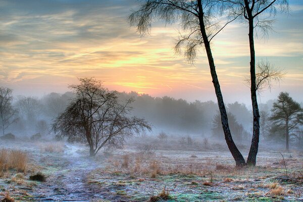 Trees in the field with the first snow hiding in the fog