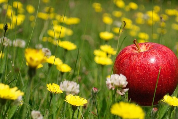Красное яблоко на полянке с цветами