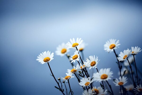 White daisies on a blurry background