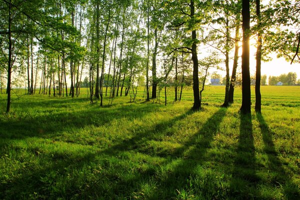 Estate. Lunghe ombre degli alberi