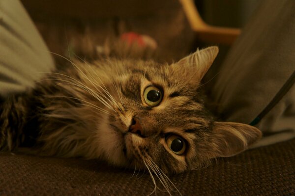 Gato marrón con ojos verdes