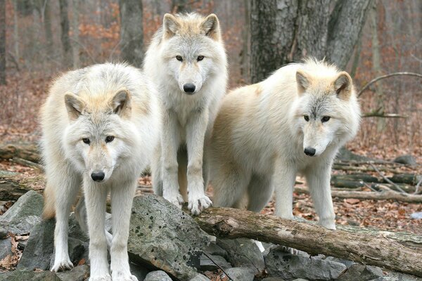 Trois loups dans la forêt sur les arbres tombés