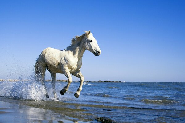 Ein Pferd reitet am Meer entlang