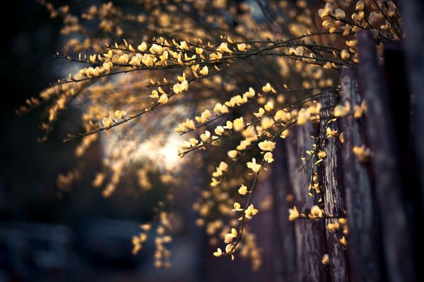 Blooming tree branches in macro shooting style