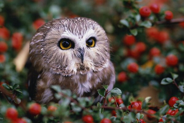 Hibou assis dans des buissons avec des baies