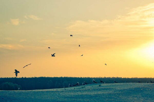 Seagulls soar in the sky at dawn